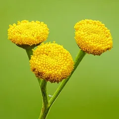 Пижма обыкновенная